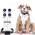 Smart GPS Pet Tracker Collar product photo